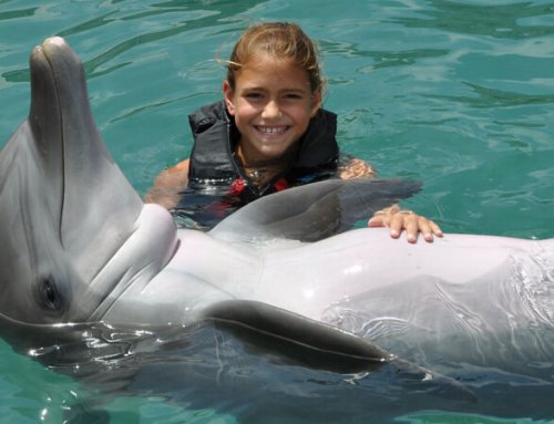 Dolphin Quest Bermuda