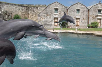 Dolphin Quest