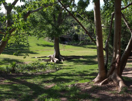 Bermuda Arboretum