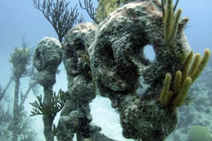 bermuda shipwreck tour