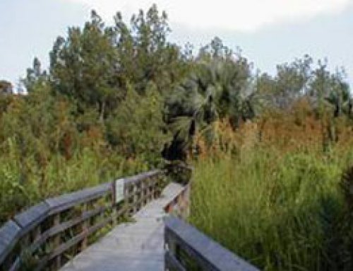 Paget Marsh Nature Reserve