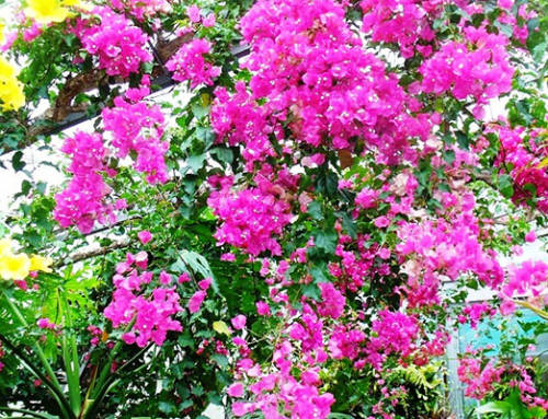 Bermuda’s Beautiful Flora