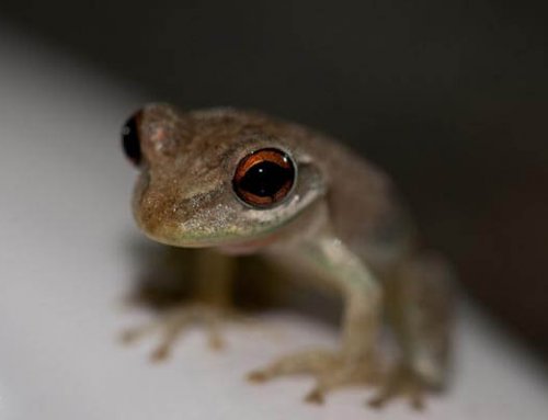 Bermuda Tree Frogs