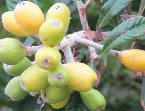 Bermuda Loquat Season