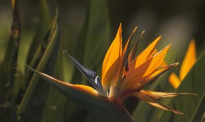 Bermuda Bird of Paradise-