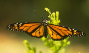 Bermuda Butterfly