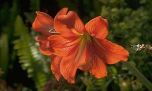 Bermuda Hibiscus