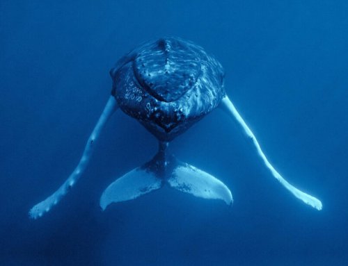 Whale Watching in Bermuda