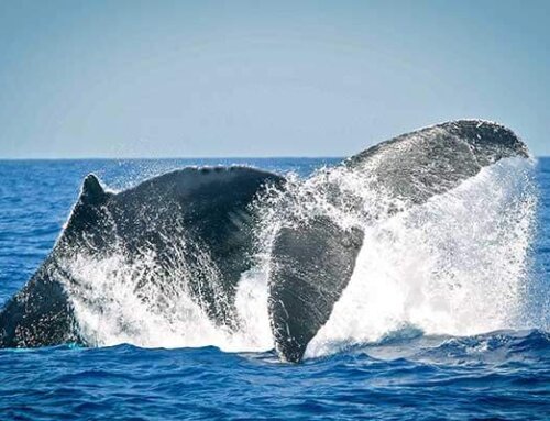 Activities for Adventure Seekers From Land to Sea