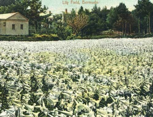 History of the Bermuda Easter Lily