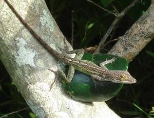 Lizards in Bermuda