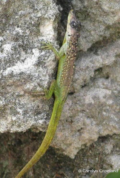 Lizards in Bermuda 