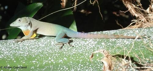 Bermuda Lizards