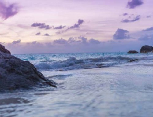 February Cover – A Bermudian Rose