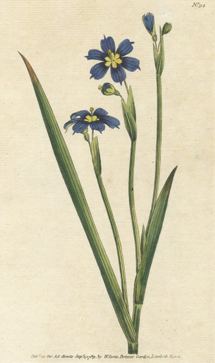 Do You Know About Bermuda's National Flower and Ireland's National Rate Postage Stamp?