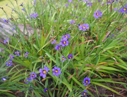 Do You Know About Bermuda’s National Flower and Ireland’s National Rate Postage Stamp?