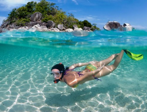 Snorkel Bermuda’s Coral Reef & Marine Life