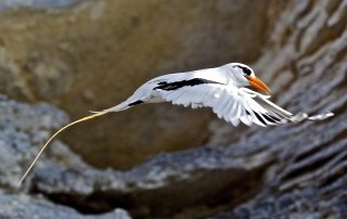 Bermuda Longtail by Pierangelo Lanfranchi