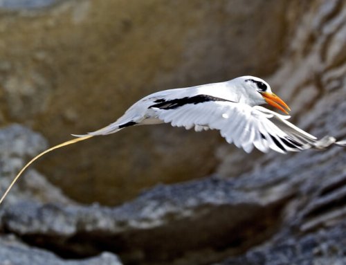 The Bird of Bermuda – The Iconic Longtail