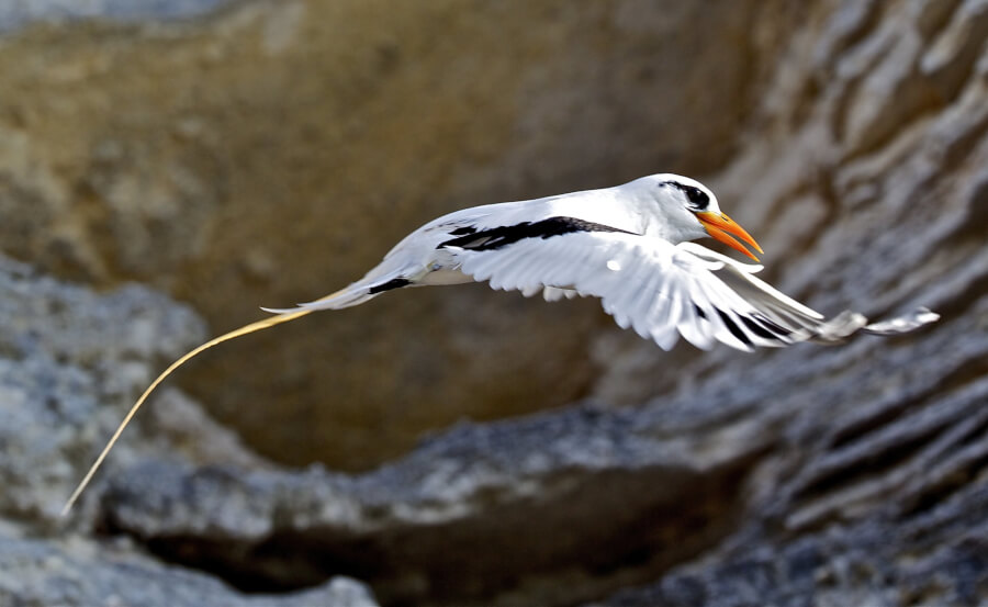 Bermuda Longtail by Pierangelo Lanfranchi